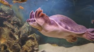 Двухкоготная черепаха, или свинорылая черепаха. Милая черепашка. Московский зоопарк