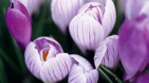 Весны капели