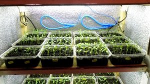 РАССАДА ТОМАТОВ от А до Я (1)