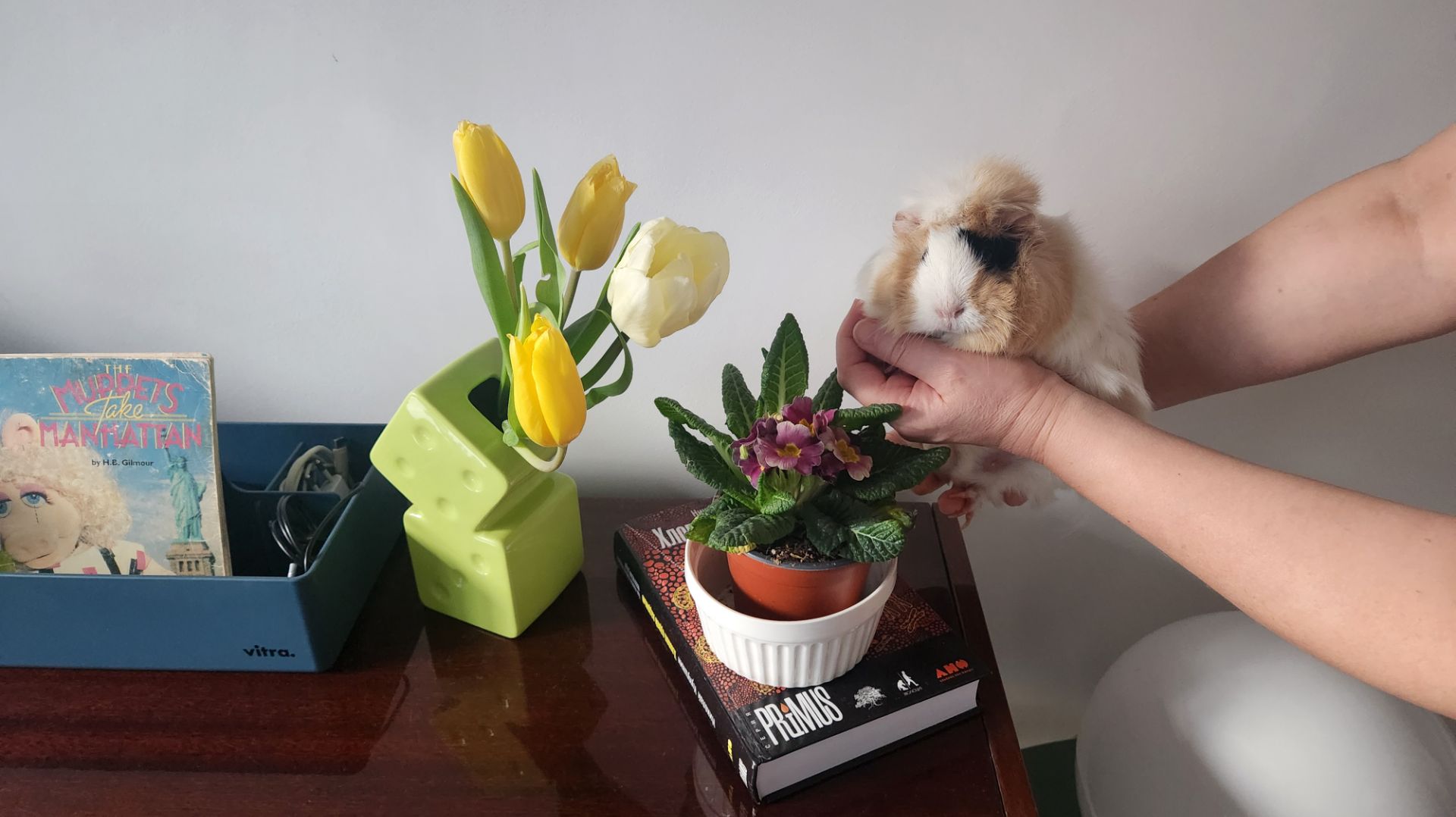 Морские свинки Улли и Пулли поздравляют с 8 Марта 💐🌹🥳