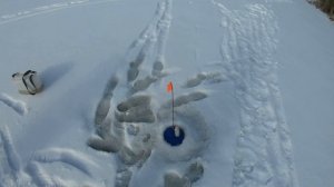 Рыбалка 12-13.04.25 + трофей на Партизановском