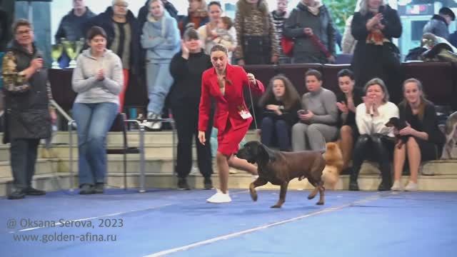 Баварская горная гончая FLUGGER LE CORNE ROYALE