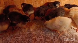 09-03-2026. Меченый цыплёнок 🐥🤗