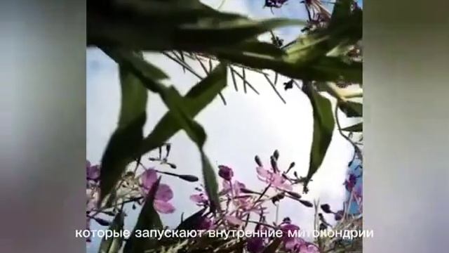 Украденное топливо империи