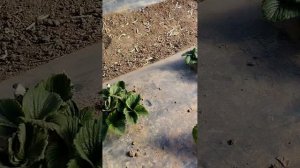 Клубника ранней весной после суровой зимы