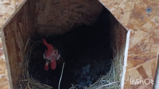 09-03-2026  Утренний сбор очень порадовал.🥚