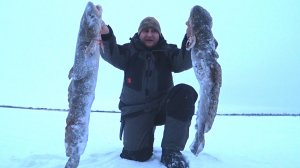 Рыбалка на налима. Трофейные налимы крайнего севера. Простая и уловистая снасть.