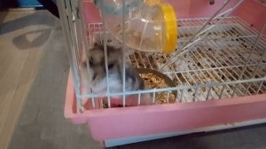hamster Sonya gummi ber Song version russia