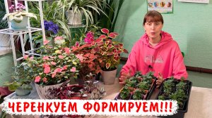 Формирование, черенкование ампельных каскадных петуний