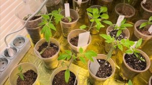 Меня выписали. Дома хорошо 🤗