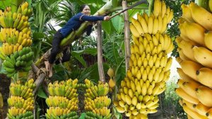 Как собрать более 1000 бананов для продажи на рынке. Приготовление традиционного бананового супа.