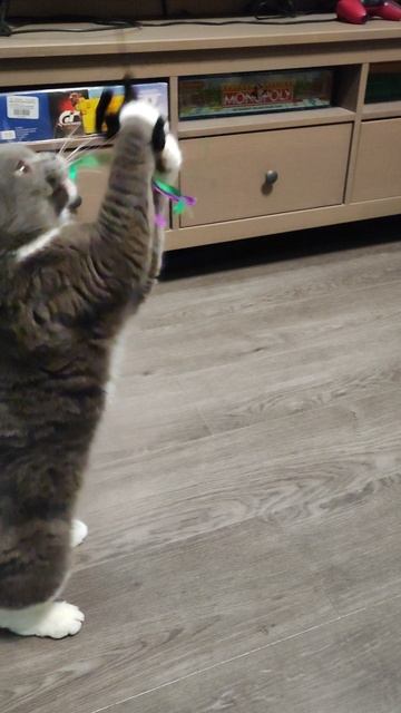 Марсик играет 🐱