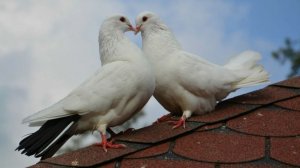 Виктор Ёлкин  "Голуби на крыше целовались" (музыка и слова Ирины Скибиной)