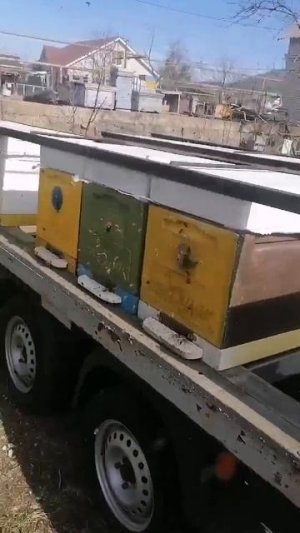 Пасека в Абрау