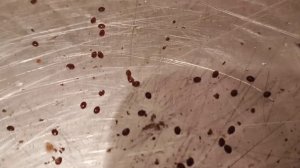 Обработка пчёл термокамерой осень 2024г.