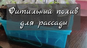 Фитильный полив для рассады