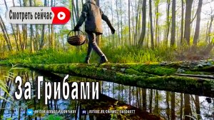 Мой Одиночный Пикник + Поход за Грибами. Гармония с Природой в Уютном Лесном Домике