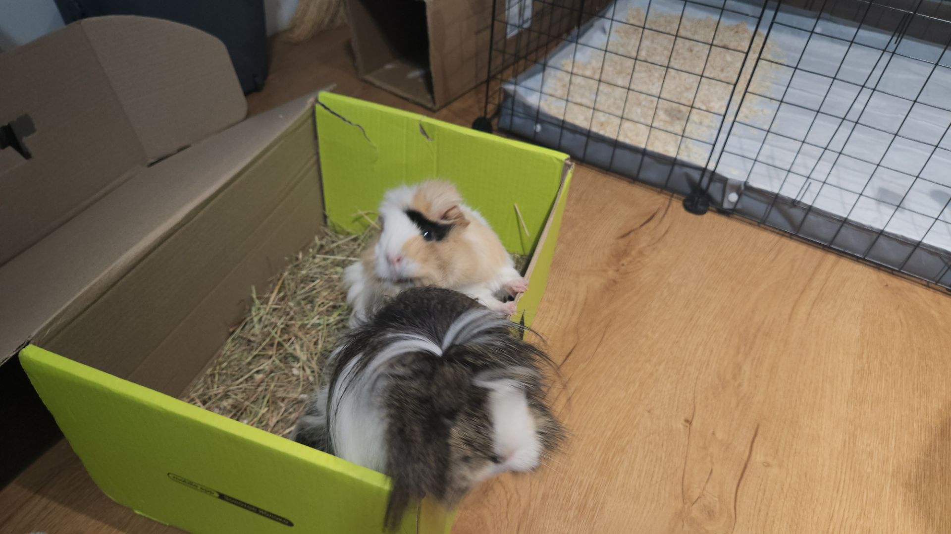 Морские свинки Улли и Пулли в салатовой коробке 🟩 📦 🐗