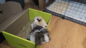 Морские свинки Улли и Пулли в салатовой коробке 🟩 📦 🐗