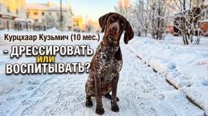 Курцхаар Кузьмич (10 мес.): дрессировать или воспитывать?