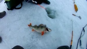 ЭТОТ ОКУНЬ НЕ ЛЕЗЕТ В ЛУНКУ!!!Ловля окуня на балансир!