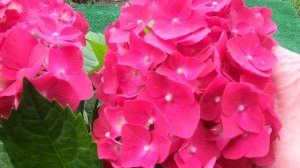 Крупнолистная гортензия зимовала на подоконнике.