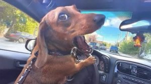 Приколы с животными🤗 Смешные видео про животных 🤗СМЕШНОЕ ВИДЕО😍 Наши любимые смешные животные