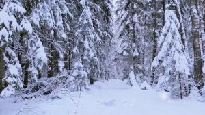 ЗАМЕЛО СНЕГОПАДОМ  ТРОПИНКИ.