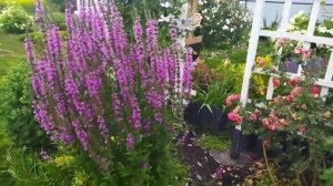 Дербенник иволистный- фаворит моего сада.