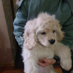 паказзываю сваю собаку