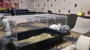 Кролики убежали