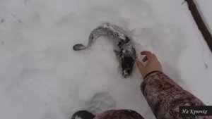 Налим на живца зимой. 6 сезон. 6 серия. (Тычки со льда на налима)
