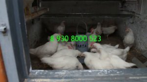 БЕЛЫЙ ЛЕГГОРН