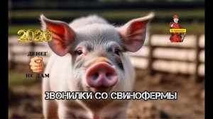 ЗВОНИЛКИ СВИНОФЕРМЫ