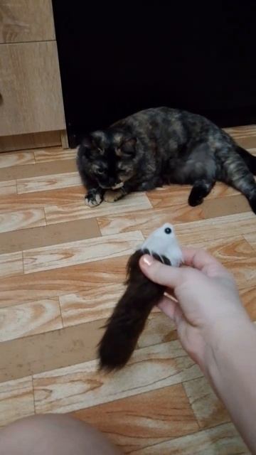 Не ожидали, что игрушка для кошки пищит