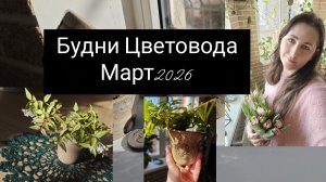 будни цветовода. март 2026