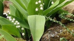 Ландыши на участке | Пошаговое руководство