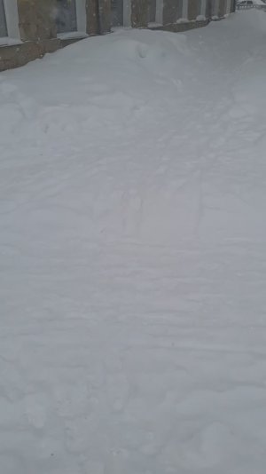 Прогулка по лесу ❄️08.03.26❄️