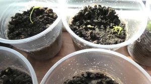 Всходы рассады перцев на 9 марта