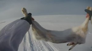 Охота на зайца зимой , много зайца, много стрельбы