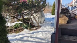 7 марта. На даче. Ленинградская область.