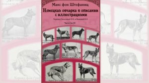 1_1 Ознак фрагмент Штефаниц Немецкая овчарка в описании с иллюстрациями