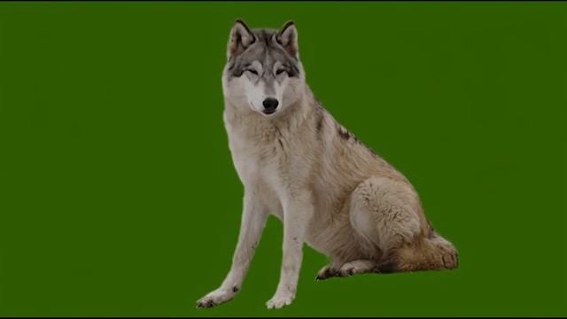 Волк наблюдает_encoded