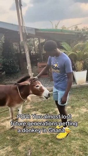 Funny donkey #donkey #animals #funnyanimals #funnyvideos #funny #fyp #Foryou #us