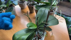 Показываю в каких  системах растут  малыши