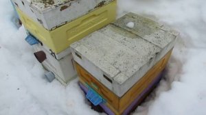 как зимует августовский отводок дальневосточных пчел на ячейке 5,16 мм, 9.03.2026