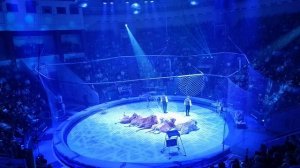 Цирк. Выступление с тиграми