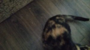 поймал партизана дома