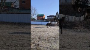 Аня, я и наши лошади