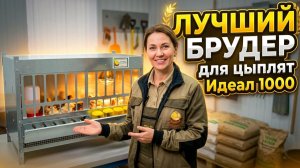 Брудер для цыплят Идеал 1000